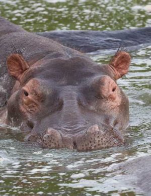 Hippo-edited