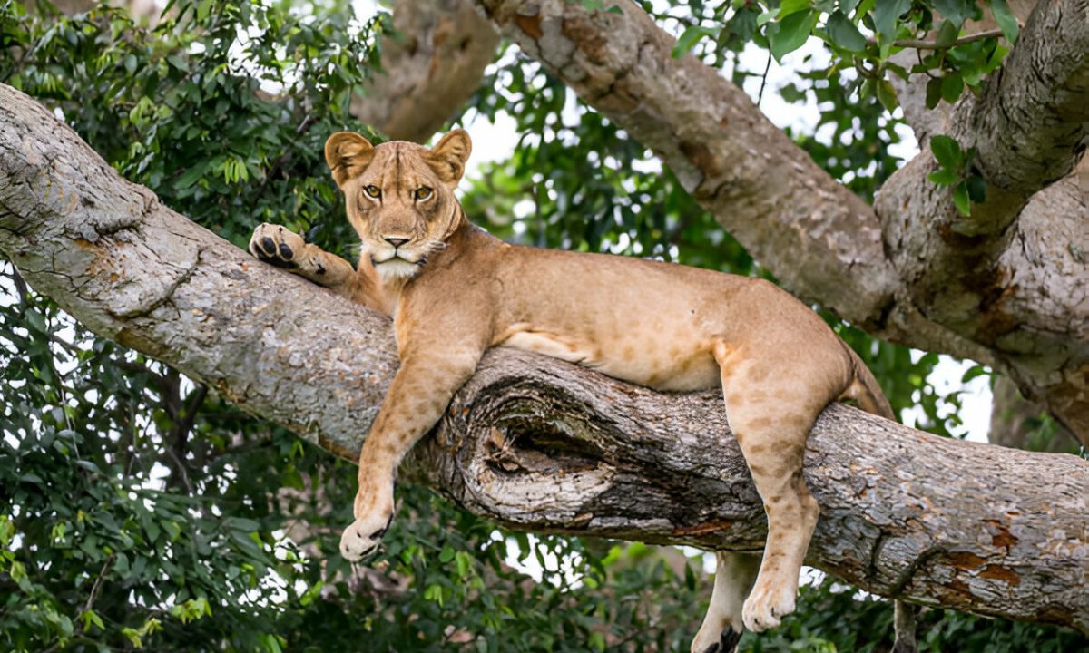 lion in the tree lion in the tree