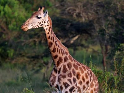 Giraffe-2