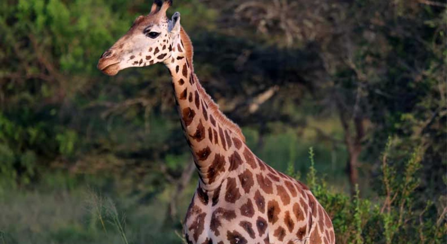 Giraffe-2