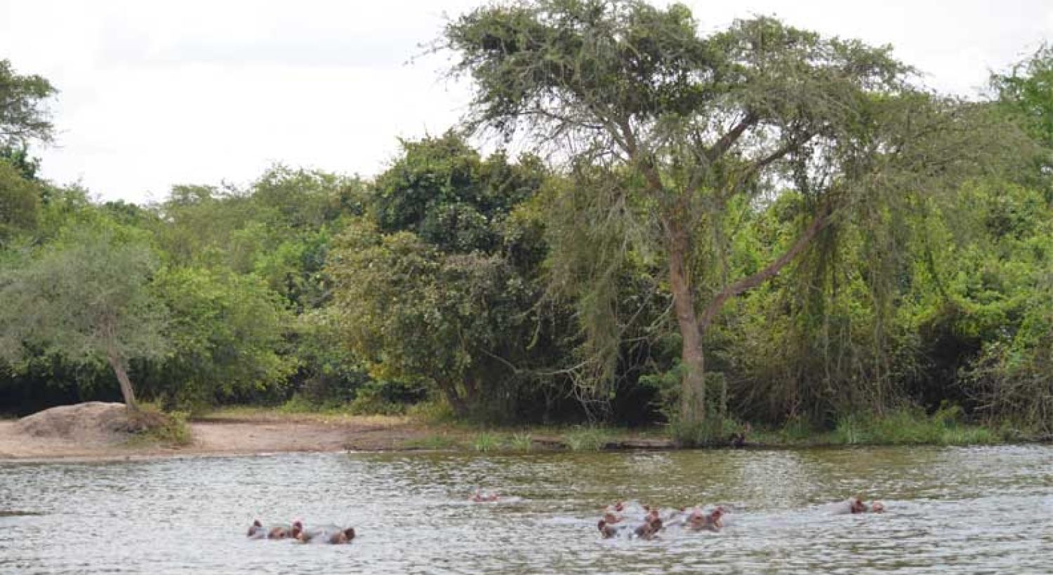 hipos-in-lake-mburo