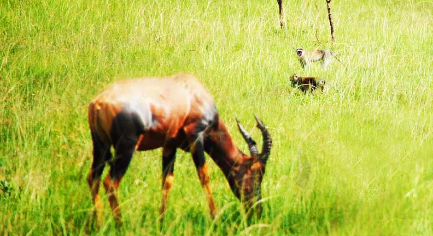 impala-grazing