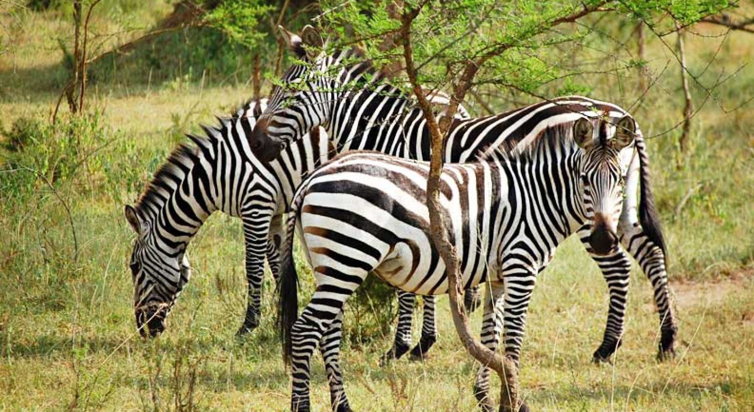 zebras