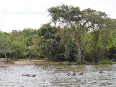 hipos-in-lake-mburo