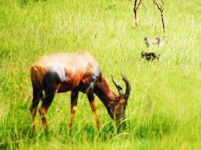 impala-grazing