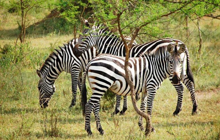 zebras
