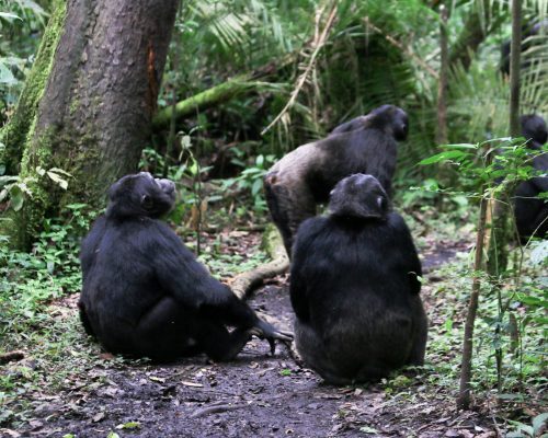 Schimpansen-Tracking im Kibale Forest Uganda