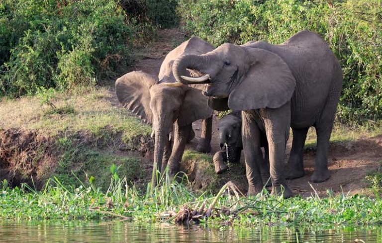 Elephant-QE