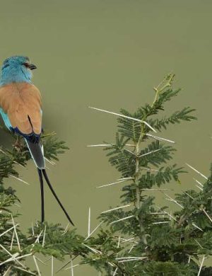 Bird-2