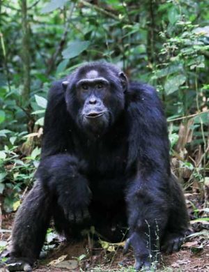 Chimp-1
