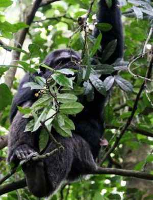Chimp-2