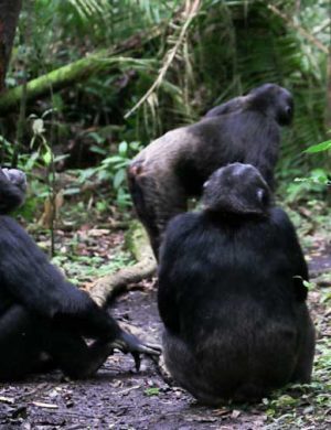 Chimp-Featured