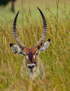 KP-antelope