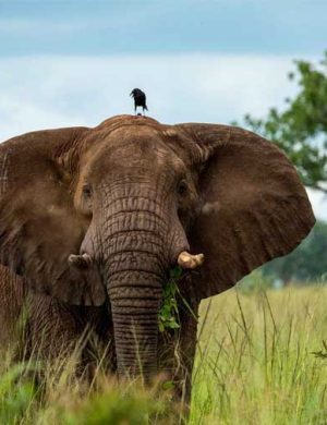 KV-Elephant