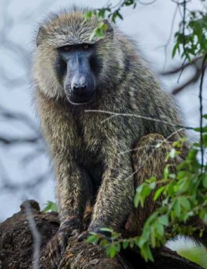 Kv-chimp