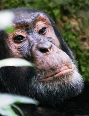 chimp-4
