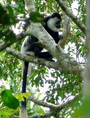 chimp-colu-2
