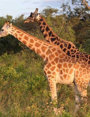 giraffe-1