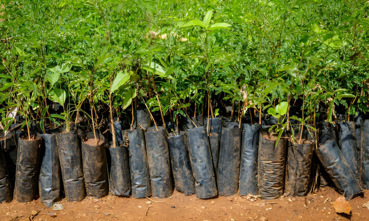 Tree Seedlings