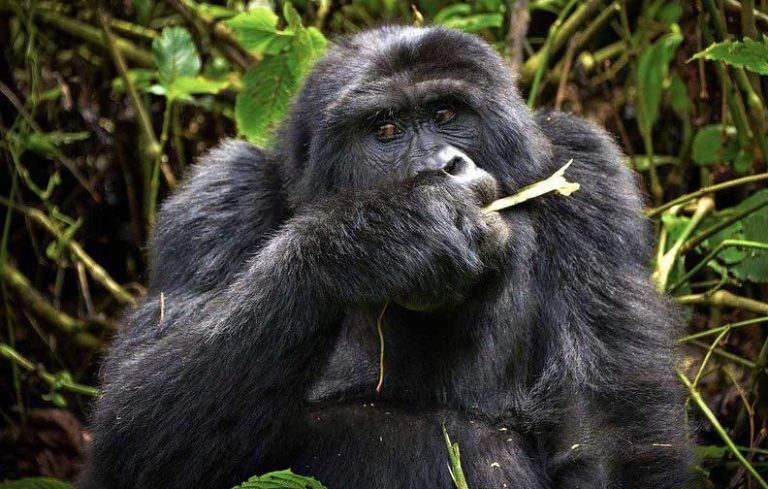 Bwindi-trip